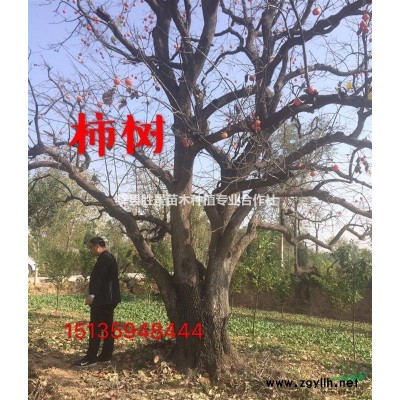 山西地区供应高度50公分红叶小檗 60公分红叶小檗价格