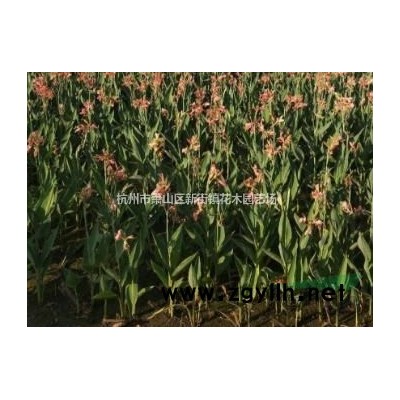 浙江地区供应金叶女贞、金森女贞、红叶小檗、法国冬青等各类苗