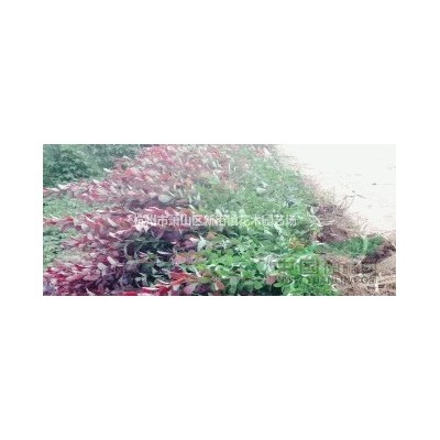 供应北海道黄杨、红叶小檗、金叶女贞、红叶李