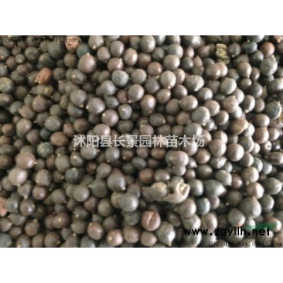 出售红叶小檗球