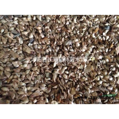 1.2米红叶小檗球供应商