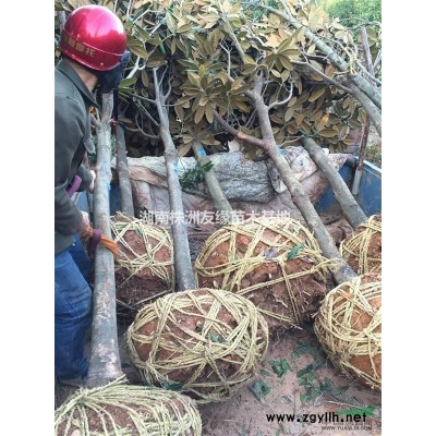 湖南红叶李、红叶桃、红叶石楠小苗、红叶小檗工程苗湖南小苗基地