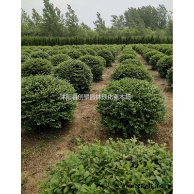 八仙花 沭阳常年优质八仙花 低价出售 苗圃直供