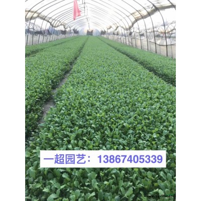 银边八仙花 精品银边八仙花价格 八仙花基地行情