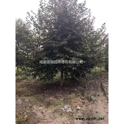 绣球出售 八仙花出售 绣球基地供应