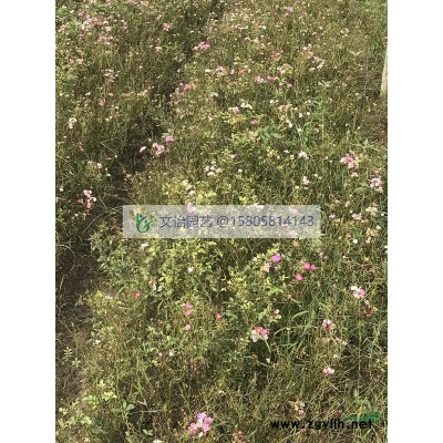 八仙花-色块/杯苗