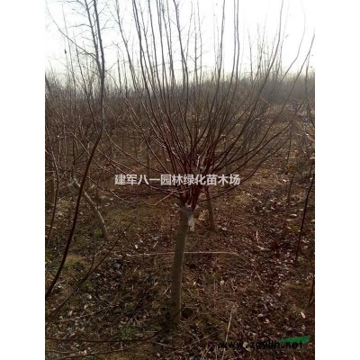 木槿报价/江苏木槿报价批发价格 图片