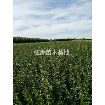 黑龙江哈尔滨苗圃出售工程苗；珍珠绣线菊 四季锦带，红花王子锦带承接小区绿化养护提供绿化工程用苗