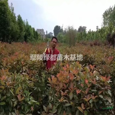 木槿批发 木槿基地 木槿价格 木槿苗木基地 丛生木槿