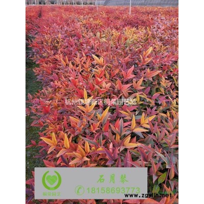 木槿