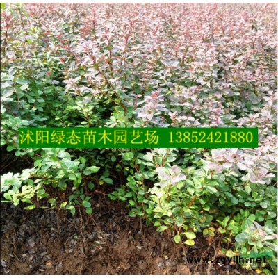 江苏木槿价格，3公分木槿价格，5公分木槿价格，6公分木槿价格