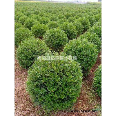 陕西金山绣线菊 陕西金山绣线菊供应|批发|种植基地