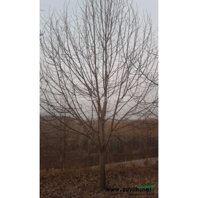 河南地区供应7-40公分巨紫荆