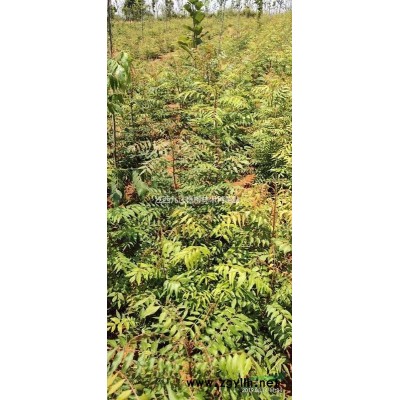 供应紫荆种了，江西紫荆种子价格，九江紫荆种子价格%