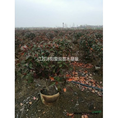 紫荆价格 江苏紫荆批发基地 苏北紫荆报价 采购紫荆可以到江苏