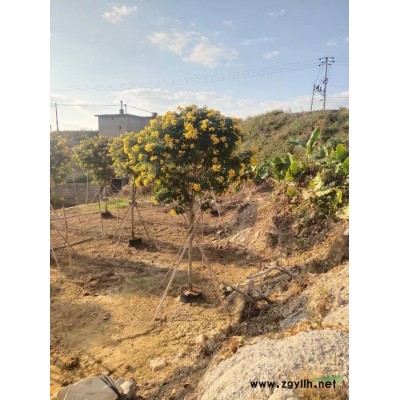 本基地有各种规格的红花紫荆批发价格怎么样 福建红花紫荆基地