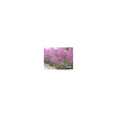 冠幅2米的丛生紫荆苗圃现货，批发价，图片/丛生紫荆报价