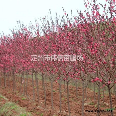 丛生紫荆 河北紫荆 紫荆价格 保定紫荆 定州紫荆