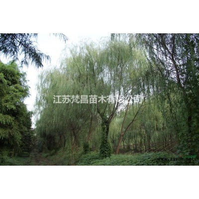 江苏供应红叶小檗球 红叶小檗苗规格*