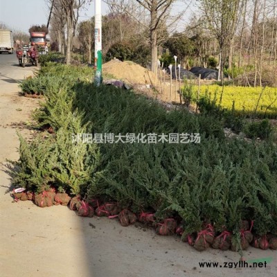 小叶女贞球红叶石楠球海桐球火棘球红叶小檗球龙柏球