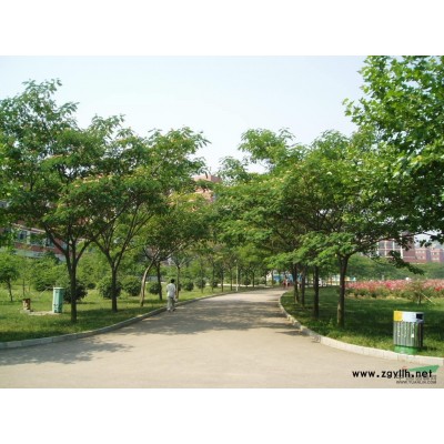 供应30公分，40公分，50公分高度红叶小檗