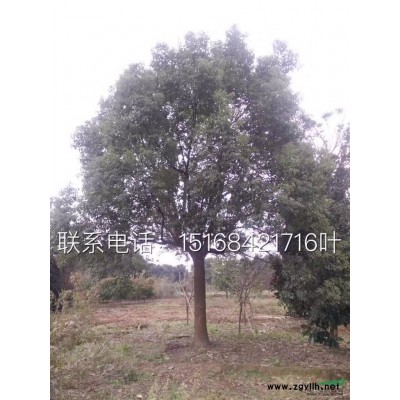 供应金叶女贞、红叶小檗、小叶黄杨、卫矛、连翘、迎春