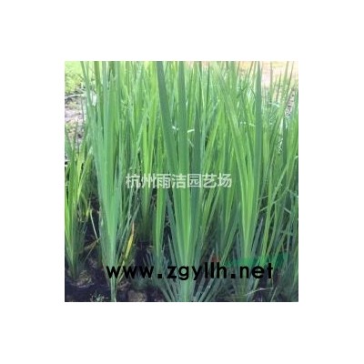 供应绣线菊、红叶小檗、金叶女贞、红王子锦带、贴梗海棠