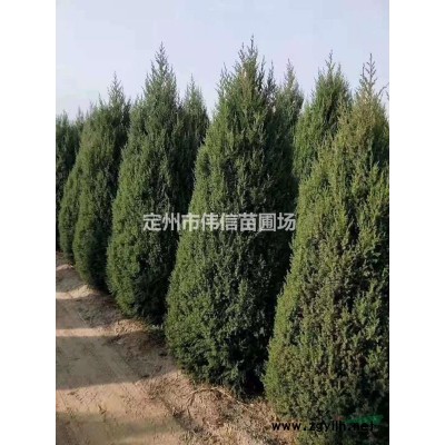 绿篱----【红叶小檗】，红叶小檗价格，河北红叶小檗产地