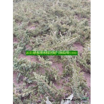 江苏红叶小檗小苗价格，30公分红叶小檗，40公分红叶小檗