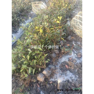 找红叶小檗  苗圃直供  成都货源  量大从优