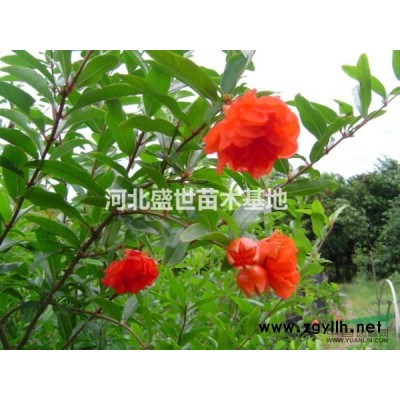 红叶小檗多少钱