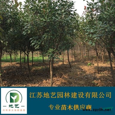 供应红王子锦带产地 江苏地艺园林苗圃基地 江苏红王子锦带价格