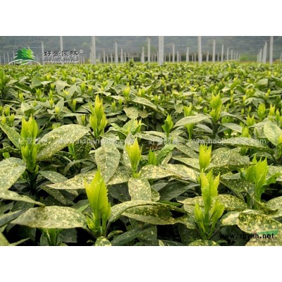 木槿价格_木槿图片_木槿产地_木槿绿化苗木苗圃基地