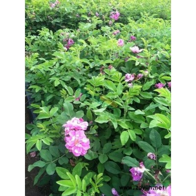 红王子锦带 大冠红王子锦带厂家 冠丛高1-1.5米多分枝