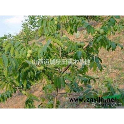 3公分木槿价格·4公分木槿图片·5公分木槿报价产地详情供应