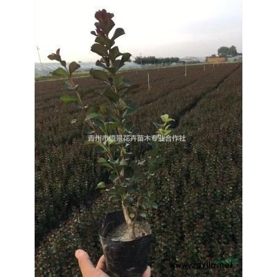 木槿自产自销 木槿种植基地 木槿批发价格