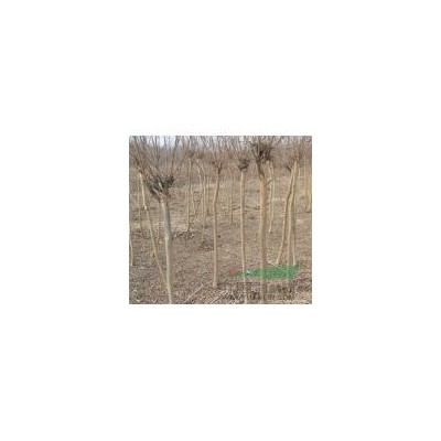 供、桂花树，红叶李，紫薇，大叶女贞，红叶桃，广玉兰，红叶石楠