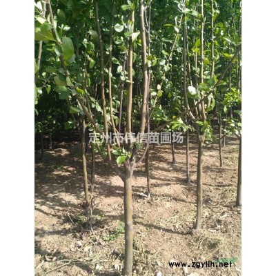 1至1.2米丛生木槿苗圃直销，河北丛生木槿报价
