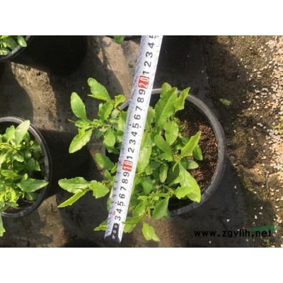 重瓣荆条工程货，重瓣木槿工程货,重瓣喇叭花袋苗价格