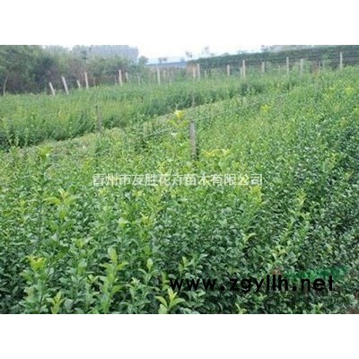 青州丛生木槿，独杆木槿，小龙柏厂家基地