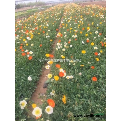 金叶莸种植基地  金叶莸自产自销  金叶莸批发价格