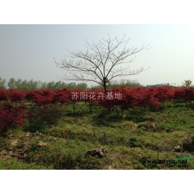 紫荆*新价格/紫荆报价
