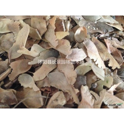 巨紫荆种子哪里有卖的？巨紫荆种子价格？