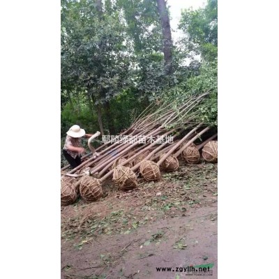 许昌批发基地 独杆紫荆树 丛生紫荆 绿之林