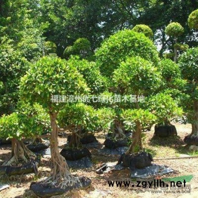 红花紫荆树价格，洋紫荆价格图3