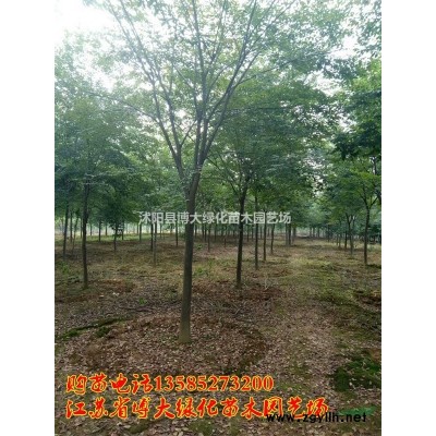 红叶小檗容器苗