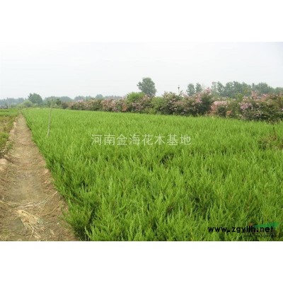 河南许昌鄢陵红叶小檗