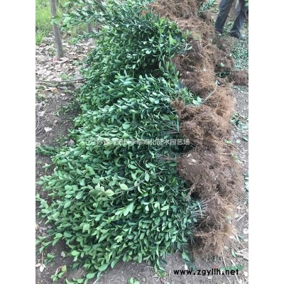 绿化苗木红叶小檗床苗 红叶小檗工程苗价格 红叶小檗