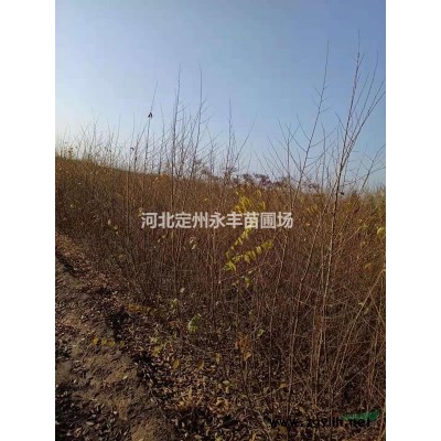 红叶小檗价格，80-100公分红叶小檗 球，红叶小檗直销