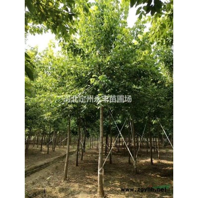 河北定州供应高度 40-80公分红叶小檗